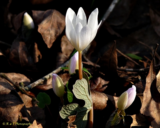 {Sanguinaria canadensis}